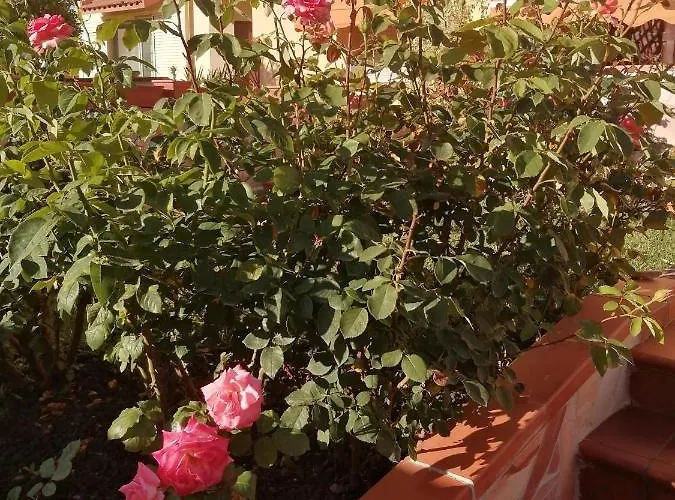 Domomea Guest house Quartu Sant'Elena