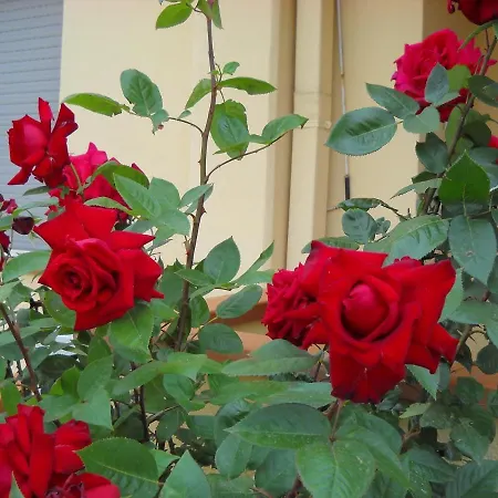 ゲストハウス Domomea