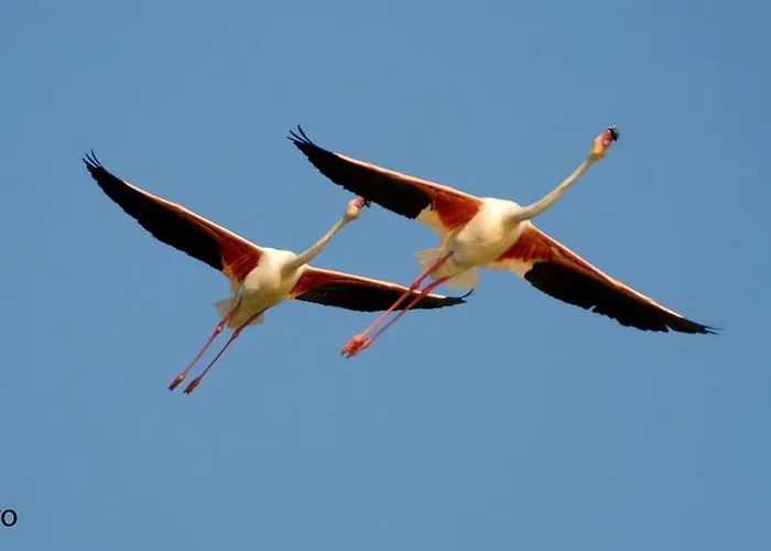 招待所 Domomea 夸尔图-圣埃莱娜